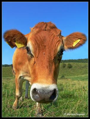 Moooh :)