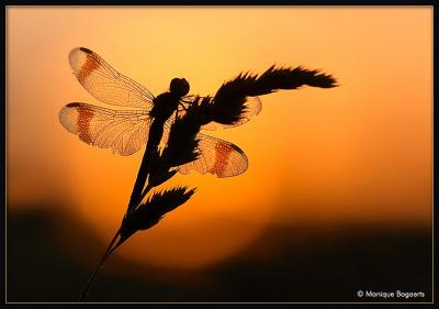 CRW_2208cb.jpg