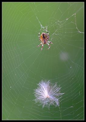 CRW_2579c.jpg