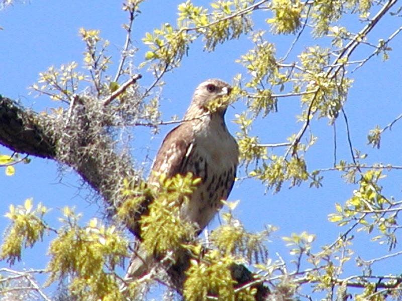 Visitor