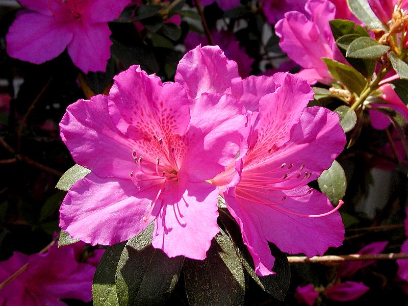 Azalea Bloom 2004