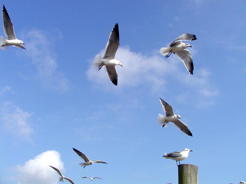 Gulls
