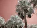 Atalaya Infrared 11