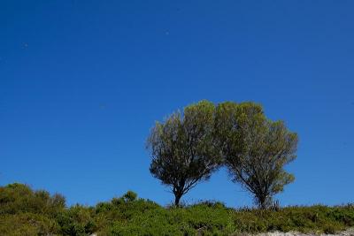 Rottnest Island