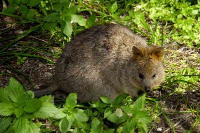 Quokkas