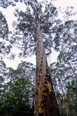 Gloucester Tree @ Pemberton