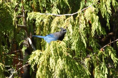 Stellers Jay