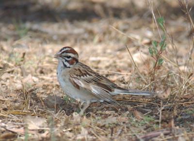 Lark Sparrow