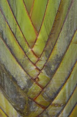 Giant Bird of Paradise