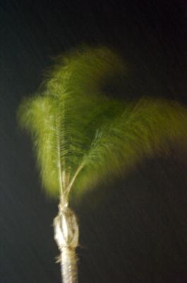 Wind and Rain