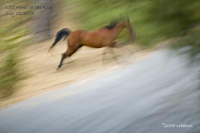 Horse on the Run