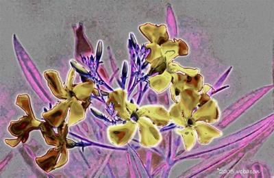 Oleander Flowers
