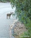 Coyote on the Road
