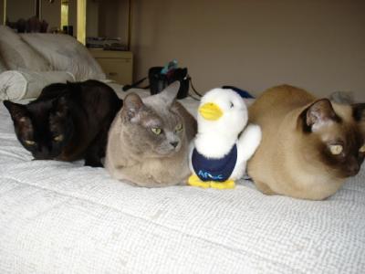I'm sure they miss you.. You'll meet the duck soon!
