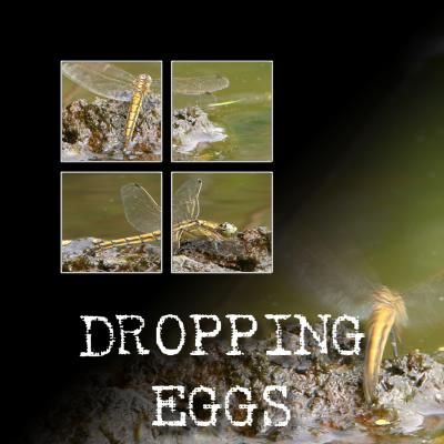 DROPPING EGGS