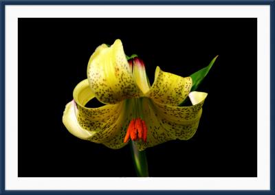 A Lily from Belsay Hall Gardens