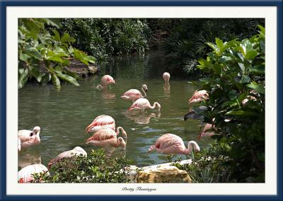 Flamingos