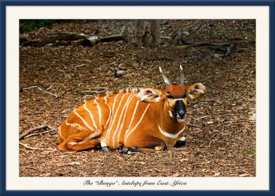 Bongo Antelope