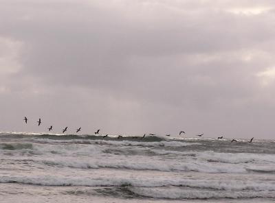 Seagulls over the surf