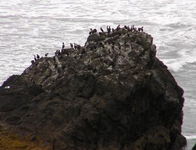 Pelican Rock - TCON17.jpg
