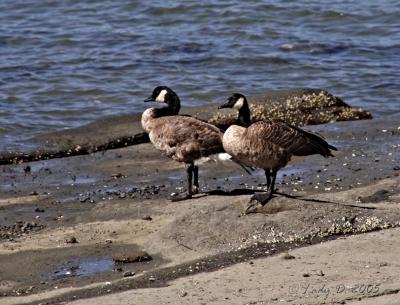 Canada Geese Craig Bay.jpg