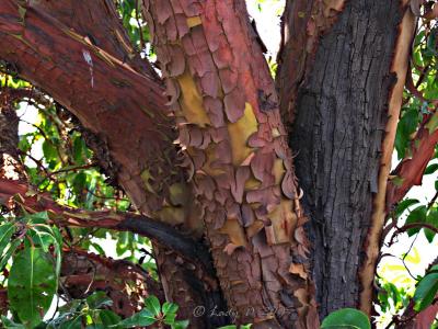 Arbutus Bark  Biggs Park