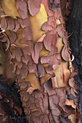 Arbutus Bark. Biggs park