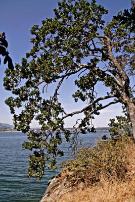 Garry Oak Biggs Park 02.