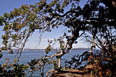 Garry Oak Biggs park 03.