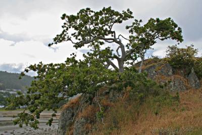 Garry Oak Pipers Lagoon.