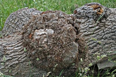 Garry Oak Burl Pipers Lagoon.