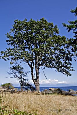 Garry Oak Neck Point 03.