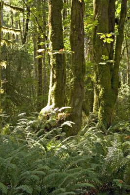 Seal Bay Nature Park. North Island