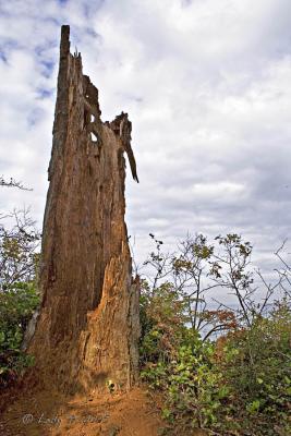 Old Cedar Stump