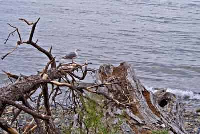 Gull on old tree at beach