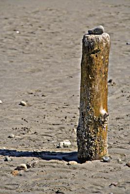 Beach Stump
