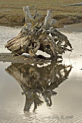 Old tree stump reflection