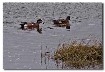 v3/85/582185/3/50842138.AmericanWidgeon.jpg