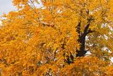 Autumn Colour  Nanaimo Harbour.