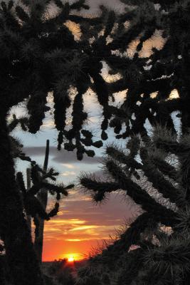 CactusSunset2504w.jpg
