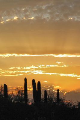DesertBotanSunset2941w.jpg