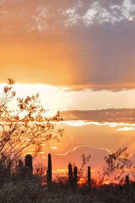 DesertBotanSunset2946w.jpg