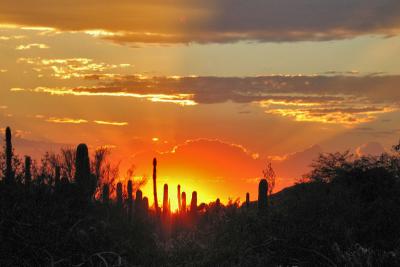 DesertBotanSunset2949w.jpg