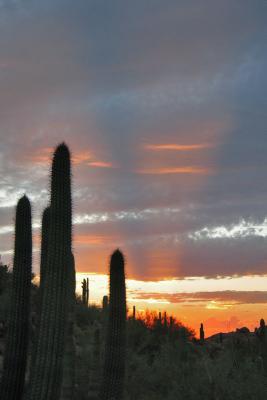 DesertBotanSunset2951w.jpg