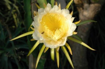  Cactus Flower