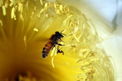  Bee Pollen