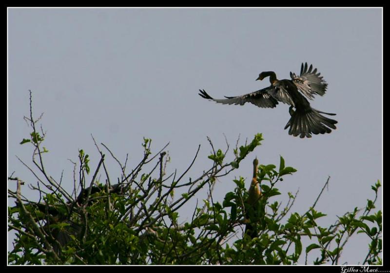 Anhinga_4020.jpg