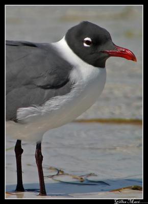 Mouette Atricille / Laughing Gull