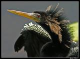 Anhinga_3989.jpg