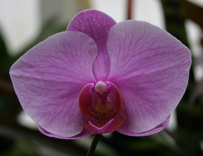 Biltmore flower.jpg